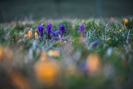 purple violet crocuses wet from rain drops of dew water on the meadow in the city at evening sunsetの写真素材