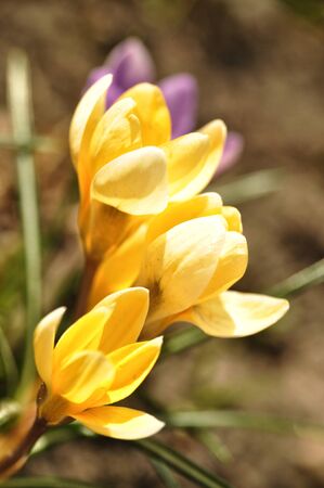 wildflower yellow  crocuses on the meadow on the lawn mountain flowersの写真素材