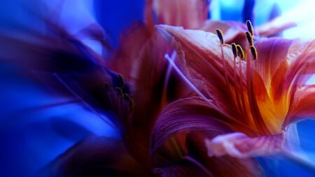 lily flower abstraction colorful background blue orange and pinkの写真素材