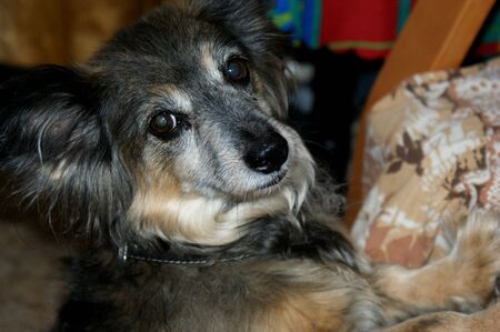 small mongrel dog portrait at home looks towards the camera colorful backgroundの写真素材
