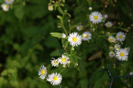 white-yellow chamomile flowers in a daisy meadow fieldの写真素材