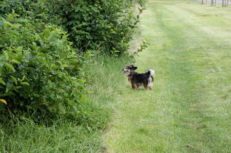 small mongrel dog tongue on top portrait on lawn standing garden park mown grass shrubsの写真素材