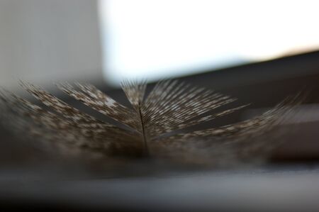 the gray pheasant feather lies on a stone base closeup macroの写真素材