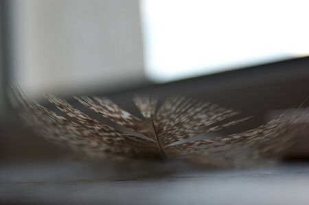 the gray pheasant feather lies on a stone base closeup macroの写真素材