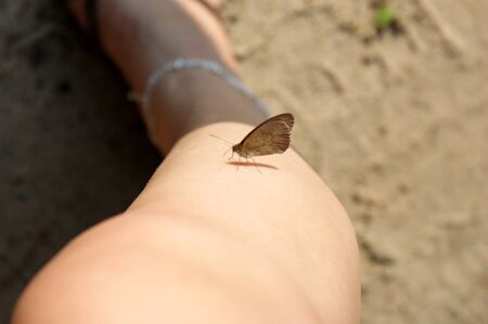 meadow brown butterfly  on woman leg siting beach sand flip flops shoesの写真素材
