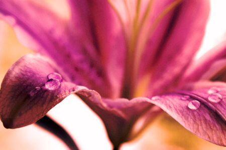 lily flower pink closeup background beautiful macro two flower heads one objetの写真素材