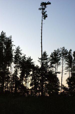 high trees forest green in the park silhouette high treeの写真素材