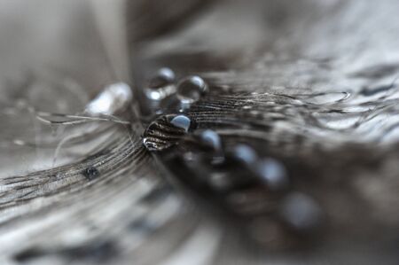 water drops in a row on the gray pheasant feather closeup macro on a stone surfaceの写真素材