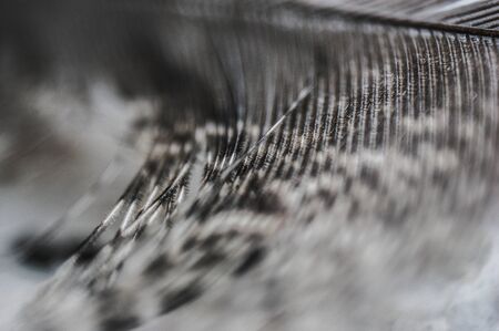 the gray pheasant feather shines through closeup macroの写真素材