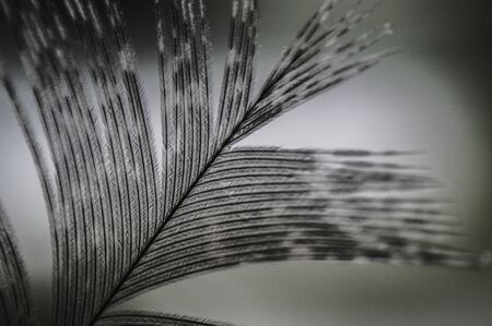 the gray pheasant feather shines through closeup macroの写真素材