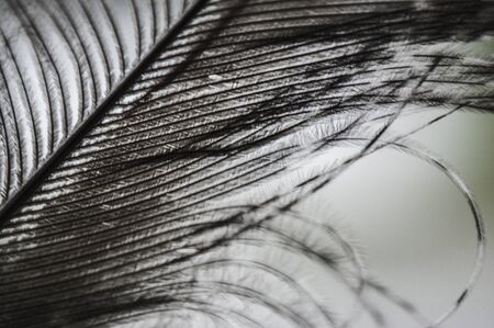 the gray pheasant feather shines through closeup macroの写真素材