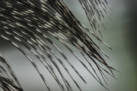 the gray pheasant feather shines through closeup macroの写真素材