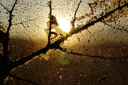 autumn leaf transparent translucent sunshine morning sun light gold autumn