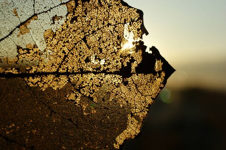 autumn leaf transparent translucent sunshine morning sun light gold autumnの写真素材