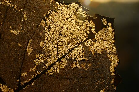 autumn leaf transparent translucent sunshine morning sun light gold autumnの写真素材