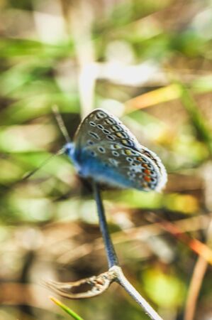 scarce large blue butterfly insect colorful wings beautiful animal