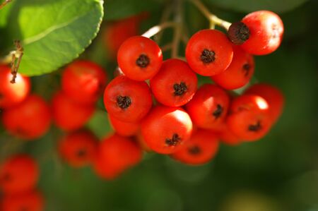 red orange fruit of rowan mountain ash bunch group ripe on a tree with green leaves