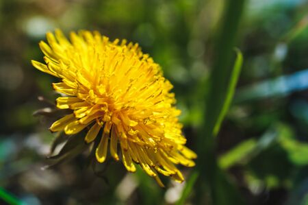 yellow flower common dandelion on the meadow close-up of green leaves developedの写真素材