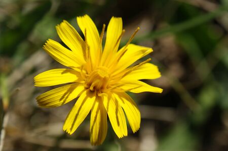 hypochaeris radicata yellow flower on the meadow close-up of green leaves developedの写真素材