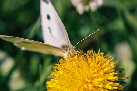 pieris brassicae butterfly insect colorful wings on yellow sow-thistle flowerの写真素材