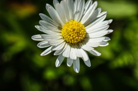 daisy flower on the meadow close-up of green leaves developedの写真素材