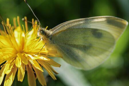 pieris brassicae butterfly insect colorful wings on yellow sow-thistle flowerの写真素材