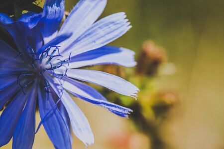 flower on the meadow close-up of green leaves developedの写真素材