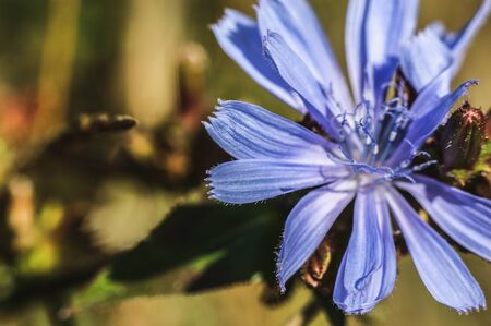 flower on the meadow close-up of green leaves developedの写真素材
