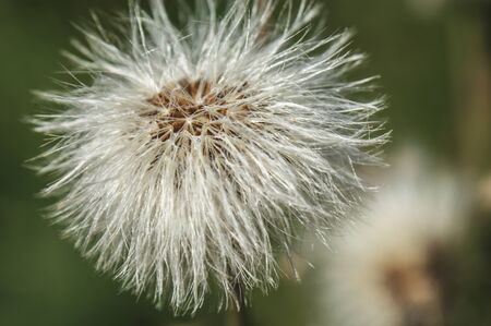 hieracium flower on the meadow close-up of green leaves developed seedsの写真素材
