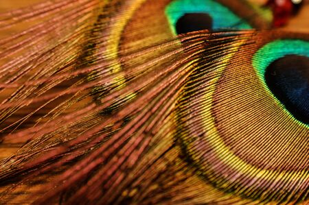 peacock feather peacock eye close-up colorful rainbowの写真素材