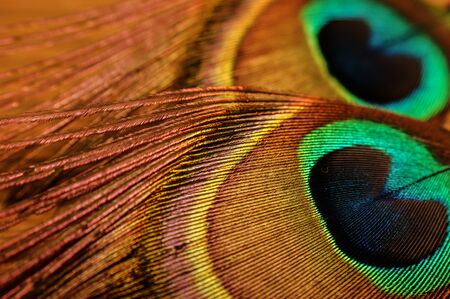 peacock feather peacock eye close-up colorful rainbowの写真素材