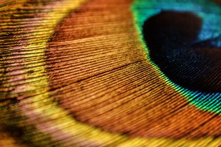 peacock feather peacock eye close-up colorful rainbowの写真素材
