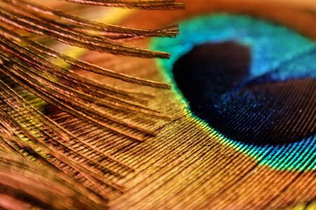 peacock feather peacock eye close-up colorful rainbowの写真素材