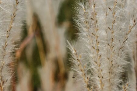 melica plant in a meadow of grass in a garden park a lotの写真素材