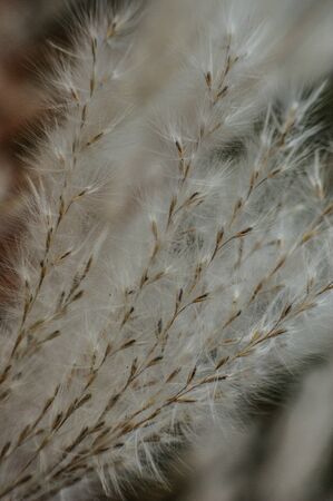 melica plant in a meadow of grass in a garden park a lotの写真素材
