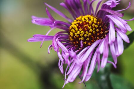 pink violet purple aster genus flower head in the garden park green leaves field