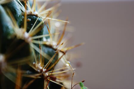 closeup spines of a green desert cactus plant fragmentの写真素材