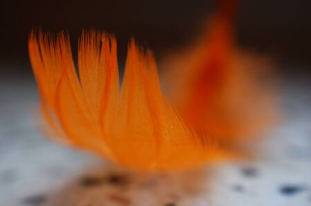 light orange delicate soft feather on a dark backgroundの写真素材