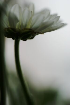 white aster flower single flower from below the flower head light artistic abstract backgroundの写真素材