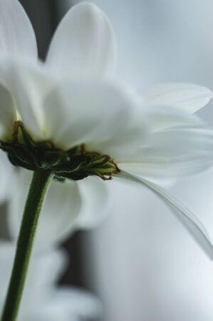 white aster flower single flower from below the flower head light artistic abstract backgroundの写真素材
