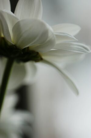 white aster flower single flower from below the flower head light artistic abstract backgroundの写真素材