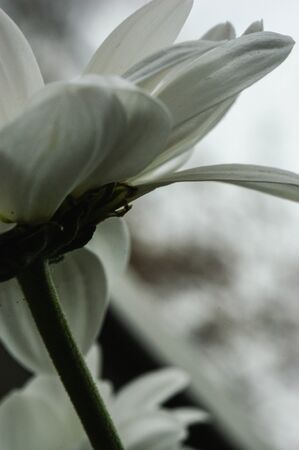 white aster flower single flower from below the flower head light artistic abstract backgroundの写真素材