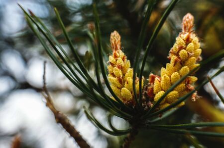 pinecone on a twig Christmas tree spikes light on the treeの写真素材