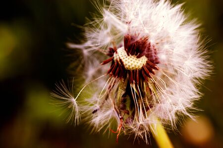 Dandelion at the meadow spring pollination seeds in green color at green backgroundの写真素材