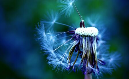 Dandelion at the meadow spring pollination seeds in blue color at blue backgroundの写真素材