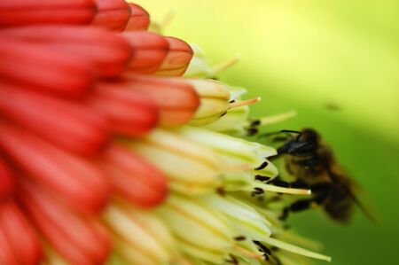 kniphofia uvaria flower high cluster of flowers on the background of green grass lawn in the garden...