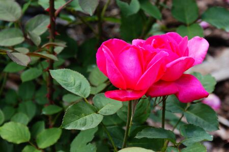 single one pink rose rose gallica in garden blowing on green backgroundwith leavesの写真素材