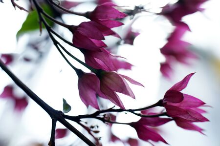 pink purple flowers on a twig in a group white light backgroundの写真素材