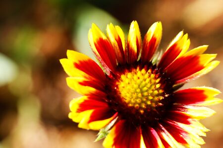 brown yellow and red gazania flower in garden single flower sunflower colorful petalsの写真素材
