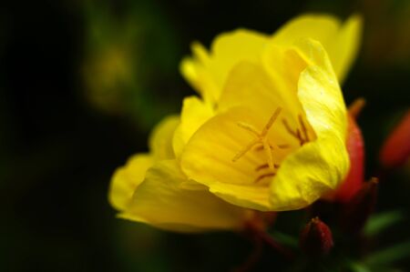 Oenothera yellow flower in the garden public park single flower yellow petals side shotの写真素材